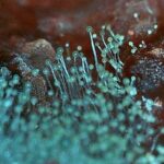 Mold_on_a_strawberry