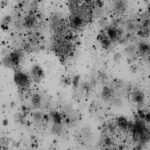 understanding-mold-remediation